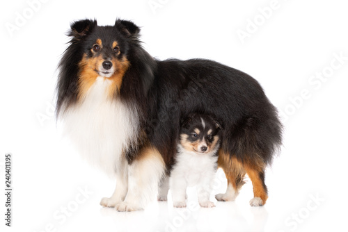 beautiful sheltie dog standing with her puppy on white