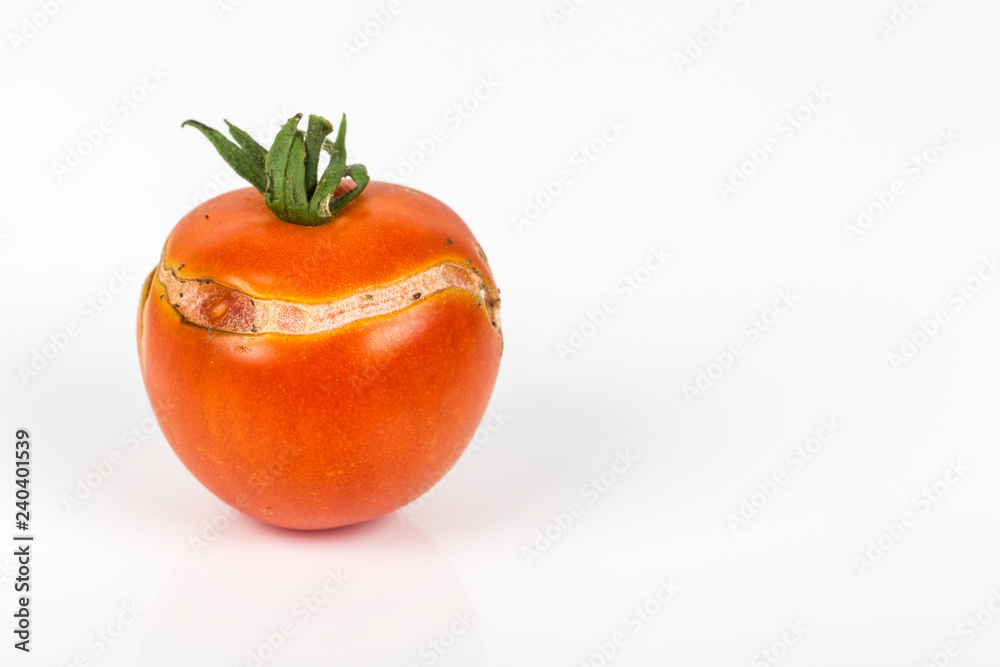 Split, cracked tomatoe due to rain after drought, Gardening problem. Split, cracked tomatoe due to rain after drought, Gardening problem.