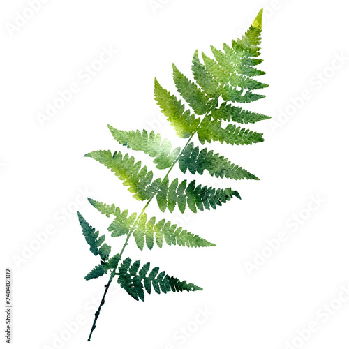 watercolor fern leaf silhouette © cat_arch_angel