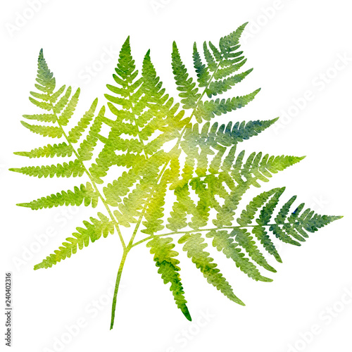 watercolor fern leaf silhouette
