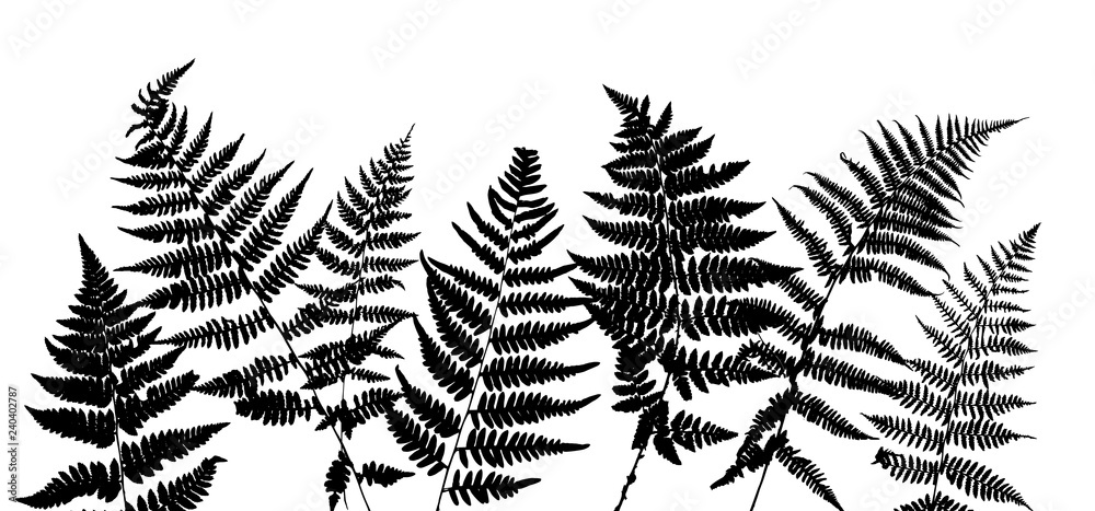 Background with fern leaves Background with fern leaves