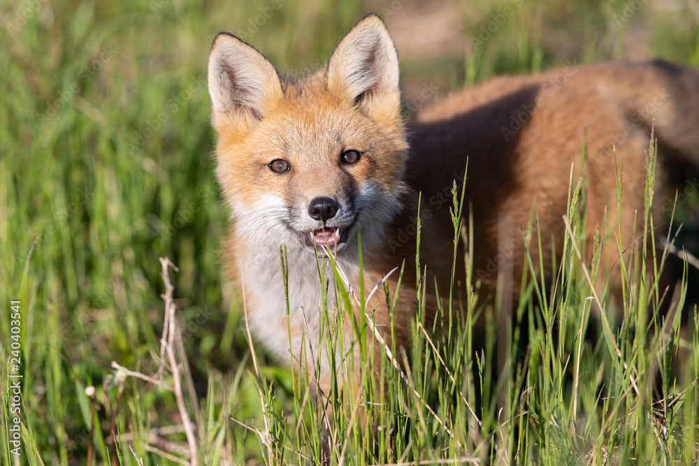 Curious Fox Kit Curious Fox Kit