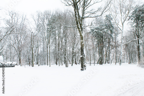 Wallpaper Mural Winter. Christmas and New Year. Beautiful forest landscape. Winter landscape Torontodigital.ca