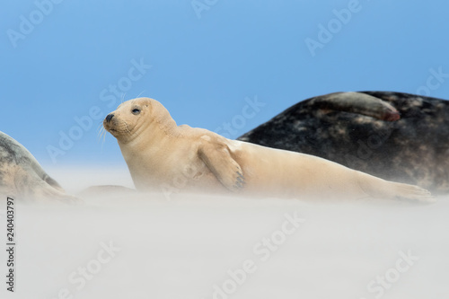 Atlantic Grey Seal Pup (Halichoerus grypus)/Atlantic Grey Seal Pup on the beach in pupping season