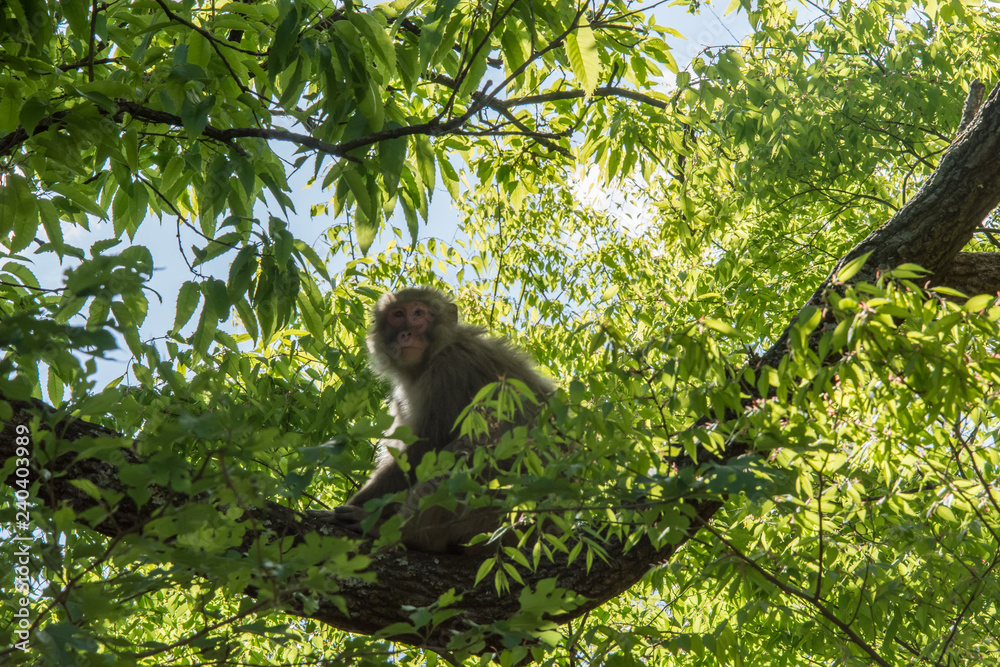 Fototapeta premium Monkey on the tree 