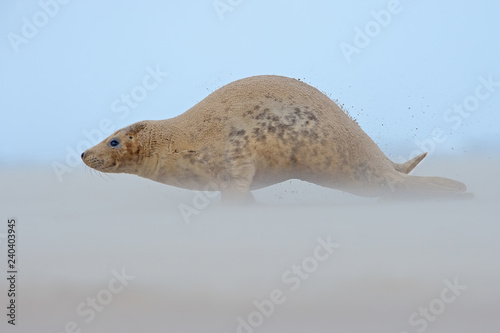 Atlantic Grey Seal Pup (Halichoerus grypus)/Atlantic Grey Seal Pup on the beach in pupping season photo