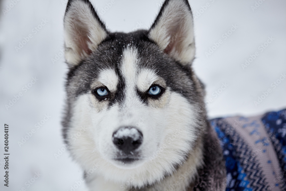 Siberian husky dog closeup portrait.Puppy.Emotion of dog.Looking serious