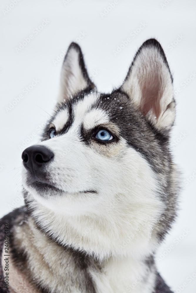 Siberian husky dog closeup portrait.Puppy.Emotion of dog.Looking on side.