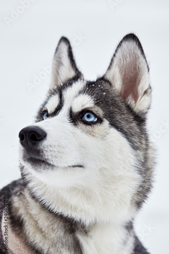 Siberian husky dog closeup portrait.Puppy.Emotion of dog.Looking on side. © vania_zhukevych
