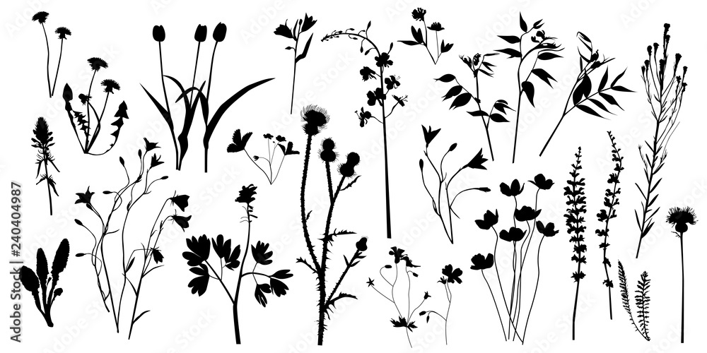 Fototapeta Sylwetki śródpolne dzikie rośliny i kwiaty, duży set, kolekcja, wektor.