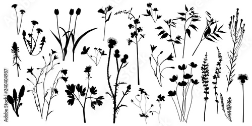 Silhouettes of field wild plants and flowers, big set, collection, vector.