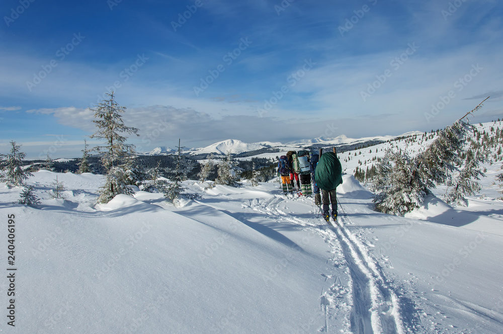 Group of tourists on wooden skis with large backpacks in outdoors clothes is riding on wooden skis in beautiful snowy Carpathian mountains. Ukraine