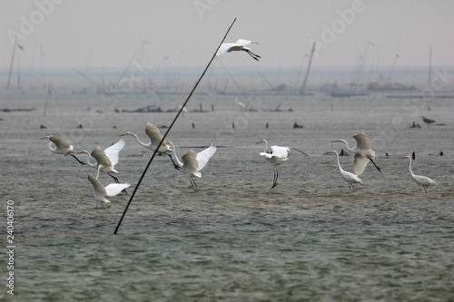  Birds of dongting lake photo