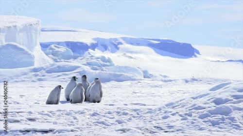 Emperor Penguin chicks on the ice photo
