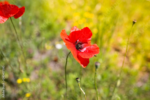 Red poppy field flowers in the grass. Sunny summer day nature. Green lawn background. Floral wallpaper.