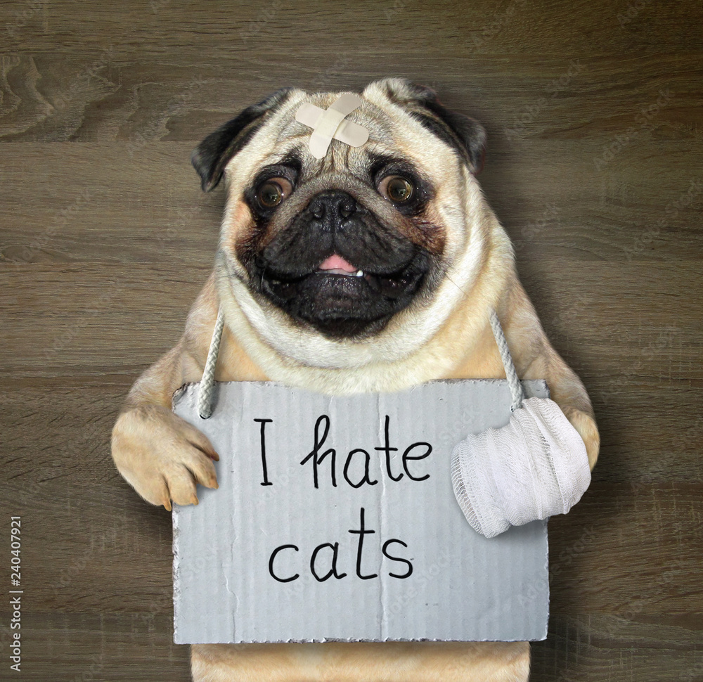I sales hate cats