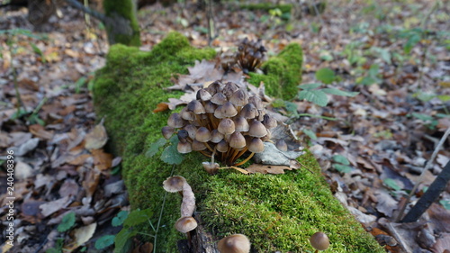 honey agaric