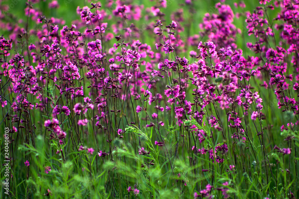 Beautiful purple flowers and green grass background Beautiful purple flowers and green grass background