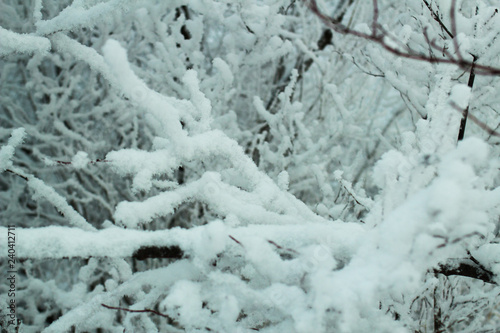 snow covered branches