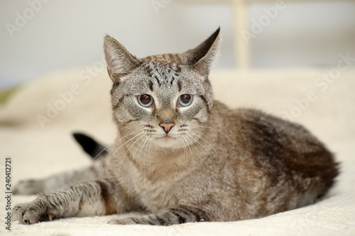 blue eyed thai tabby cat