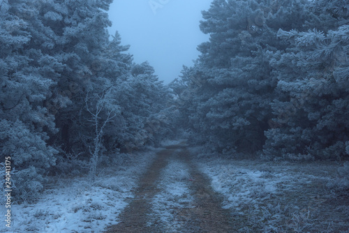 Road to the frozen foggy pine forest