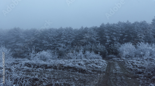 Road to the snowy foggy tall pine forest