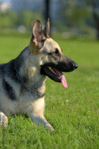 Eastern European Sheepdog sits photo