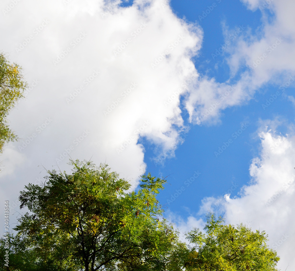Сrowns of trees against a cloudy sky, bottom view. Сrowns of trees against a cloudy sky, bottom view.
