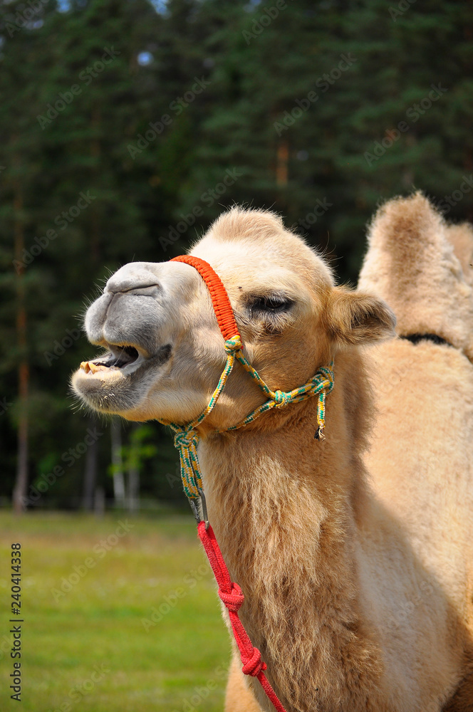 Obraz premium One humped camel portrait