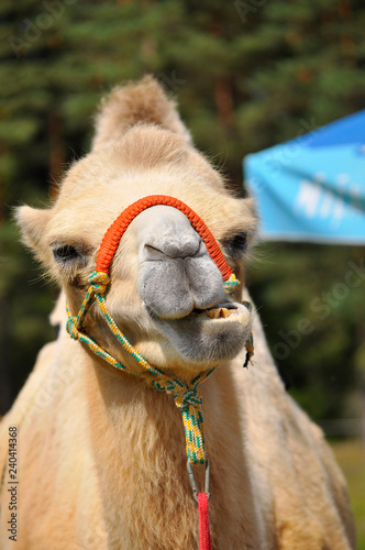 One humped camel portrait