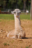 Baby alpaca have a rest in summer sunny day
