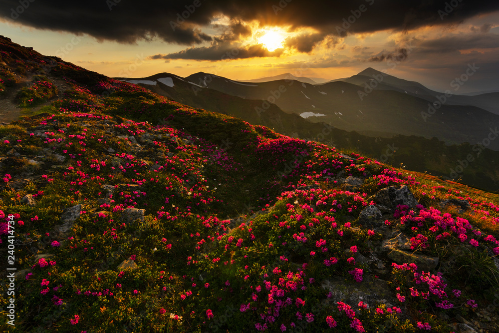 A beautiful summer evening in the Ukrainian Carpathian Mountains, covered with flowering rhododendron with millions of magic flowers, covered around.