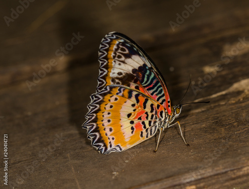 Photography Butterflies in Stockholm