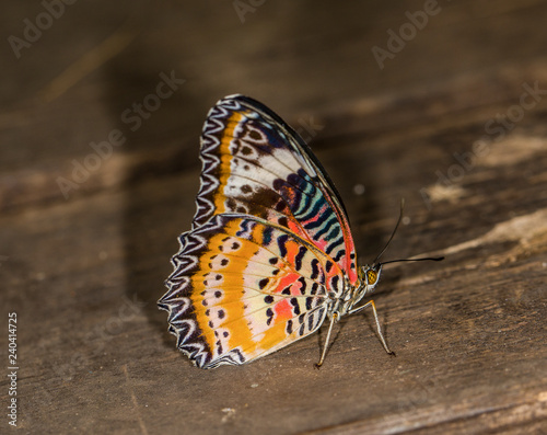 Photography Butterflies in Stockholm
