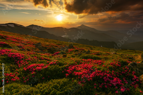 A beautiful summer evening in the Ukrainian Carpathian Mountains, covered with flowering rhododendron with millions of magic flowers, covered around.