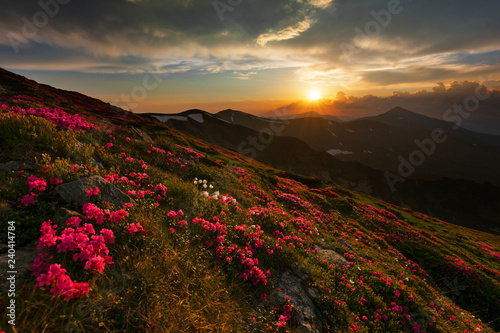 A beautiful summer evening in the Ukrainian Carpathian Mountains  covered with flowering rhododendron with millions of magic flowers  covered around.