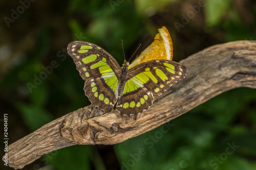 Butterflies in Butterfly house