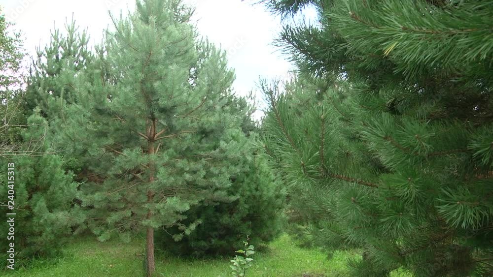 Green branches of pine. green fir tree or pine branches. Green branches of pine. green fir tree or pine branches.