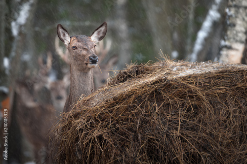 Obraz na płótnie Beautiful Open-Eyed Female Deer Chews A Dry Yellow Straw And Hides Behind A Stack Of Hay During A Winter Christmas Snowfall. w salonie