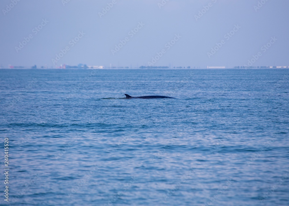 Bryde's whale (Balaenoptera brydei) Bryde's whale (Balaenoptera brydei)