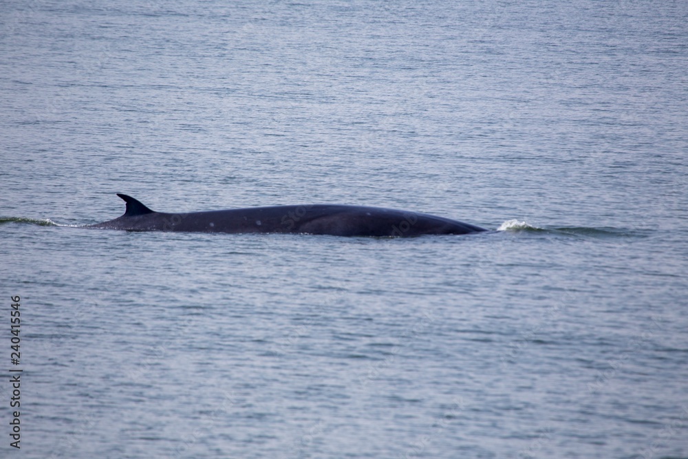 Bryde's whale (Balaenoptera brydei) Bryde's whale (Balaenoptera brydei)
