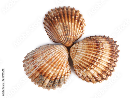 Tropical clam shell on a white background
