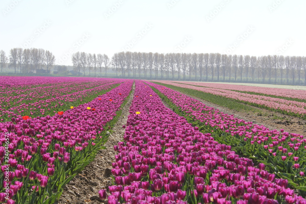 purple tulips fields in holland in springtime with a row of trees in the background