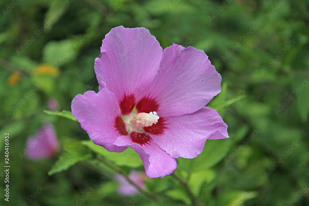 pink flower in the garden