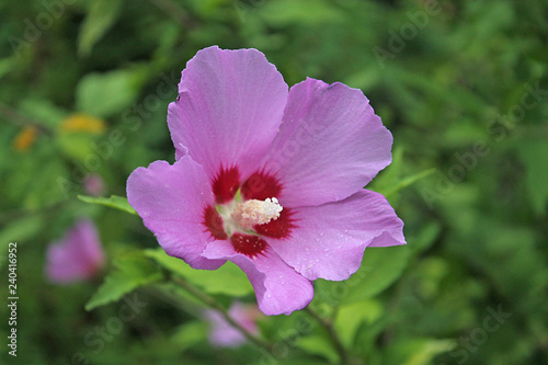 pink flower in the garden