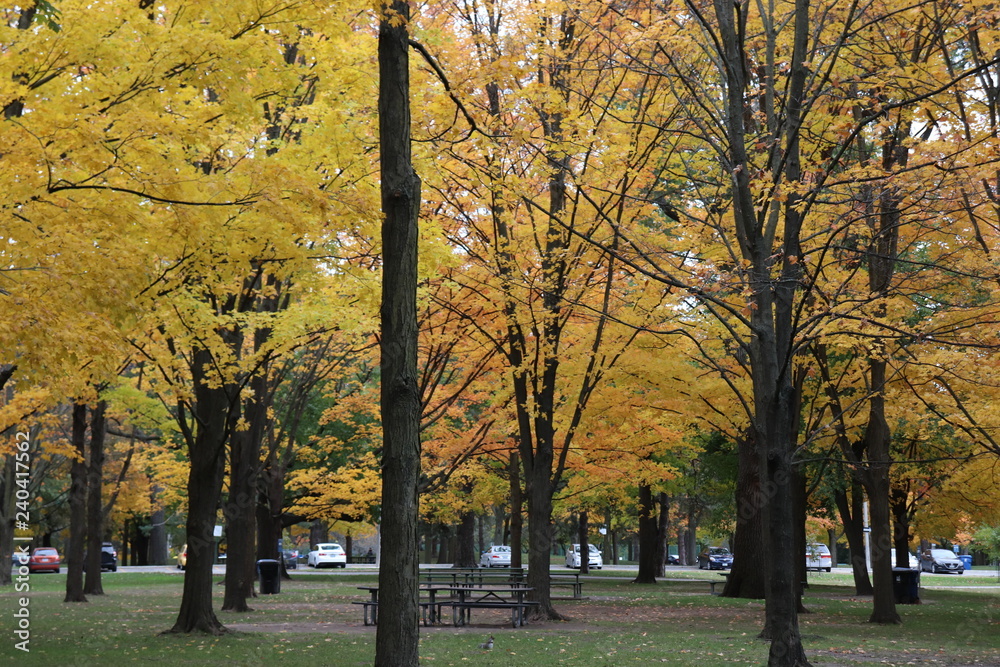 Naklejka premium Toronto Canada High Park Yellow Tree