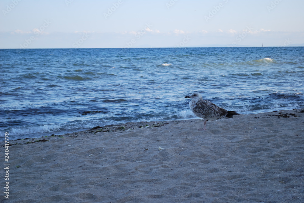 Fototapeta premium seagull on the beach