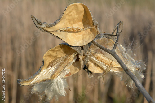 Dry leaves of meadow grass