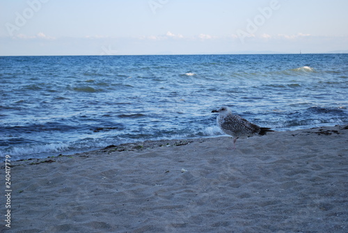  seagull on the beach © Viktoriia Danko