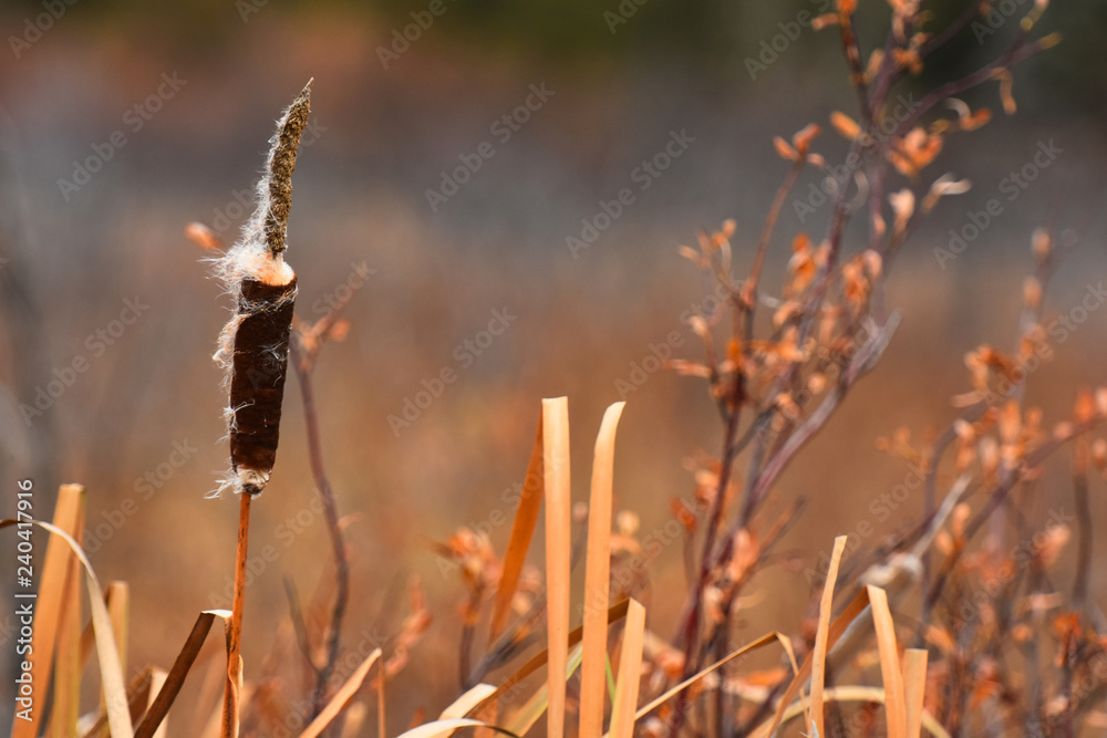 Fototapeta premium Dried Up Cattails